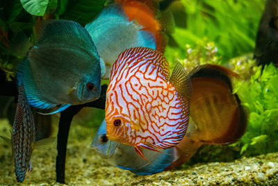 Close-up of fish swimming in sea