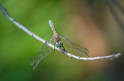 Close-up of dragonfly on twig