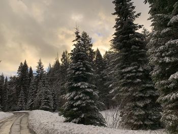 Pine trees in forest against sky during winter