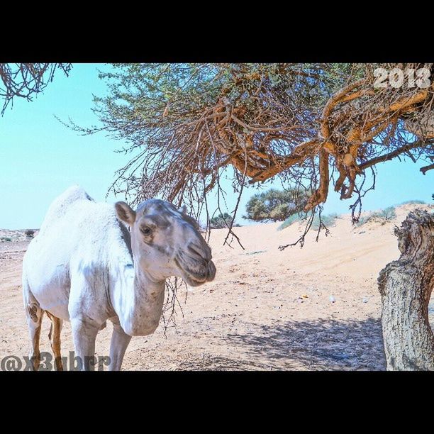 animal themes, mammal, domestic animals, one animal, livestock, standing, horse, herbivorous, dog, transfer print, tree, pets, full length, fence, auto post production filter, field, day, sunlight, zoology, nature