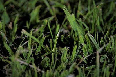 Full frame shot of plants on field