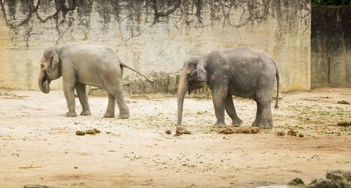 Elephant walking in a row