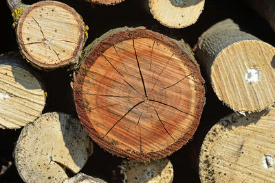 Full frame shot of logs in forest