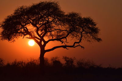 Silhouette tree against sky during sunset