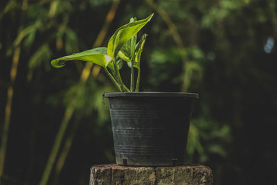 Close-up of potted plant on field