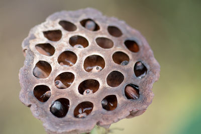 Close-up of lotus pod