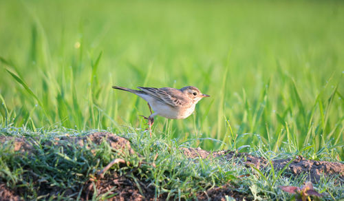 Close-up of a bird on grass