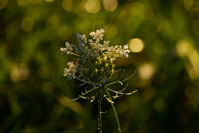 Close-up of flowering plant