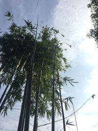 Low angle view of trees against sky