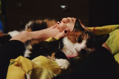 Dog looking at camera