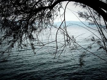 Close-up of tree by lake against sky