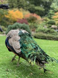 Close-up of a peacock perching on a field at holland park