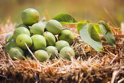 Close-up of fruits