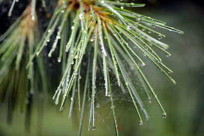 Close-up of raindrops on pine tree