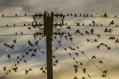 Low angle view of birds perching on power line