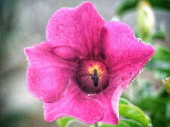 Close-up of pink flower