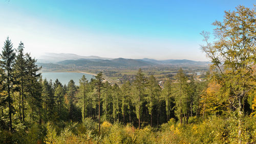 Scenic view of forest against sky