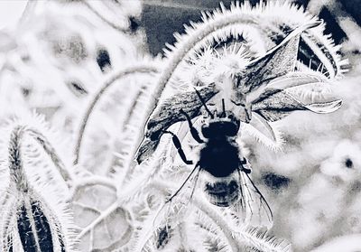 Close-up of snow covered plants