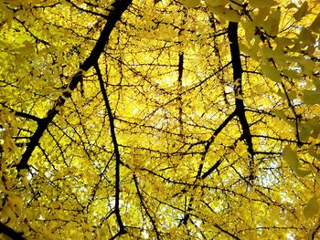 Low angle view of trees