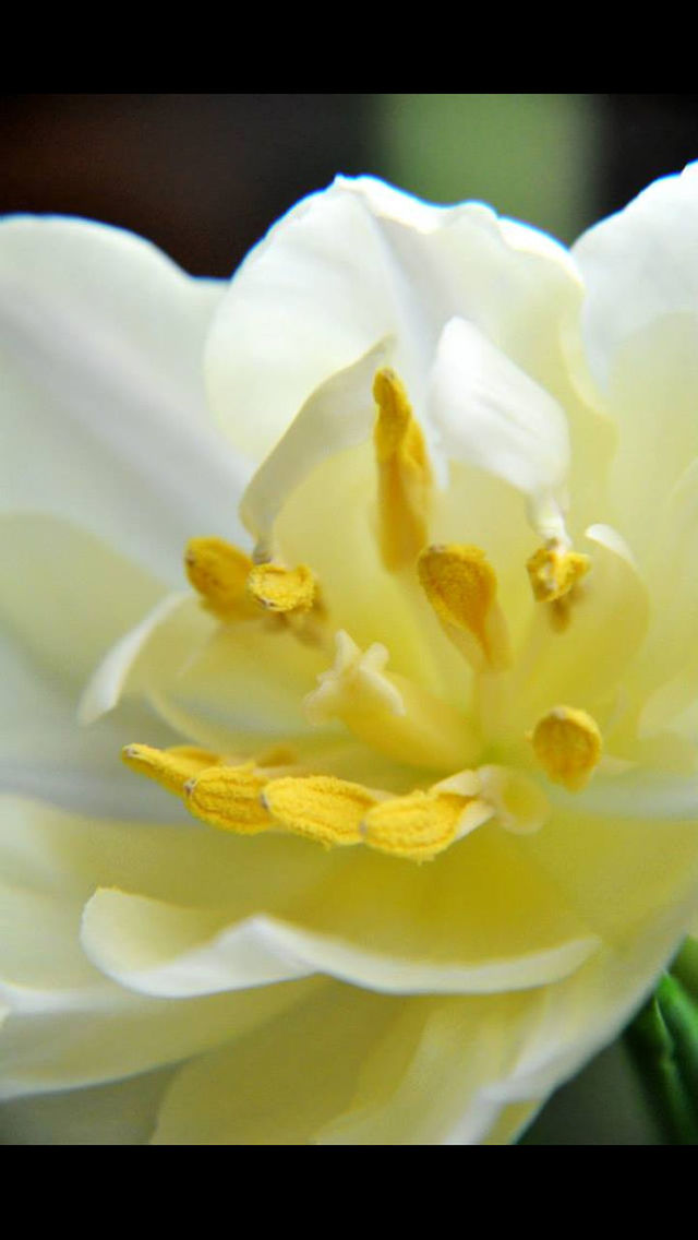flower, petal, flower head, freshness, fragility, beauty in nature, white color, close-up, rose - flower, yellow, blooming, growth, nature, single flower, indoors, no people, in bloom, white, focus on foreground, blossom