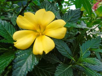 Close-up of yellow flower blooming outdoors