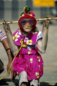 Close-up of monkey wearing costume walking on road