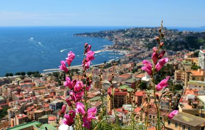 Pink flowers blooming against sea and city