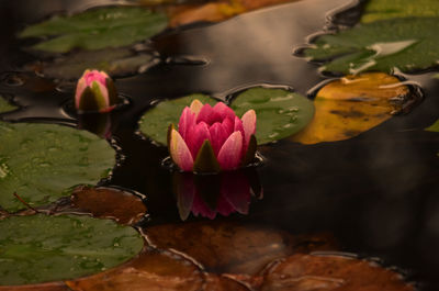 Close-up of lotus water lily in pond