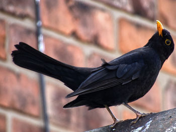Close-up of bird perching on a wall