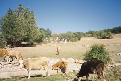 Goats on field against clear blue sky