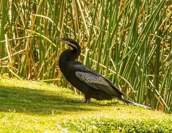 Bird perching on a field