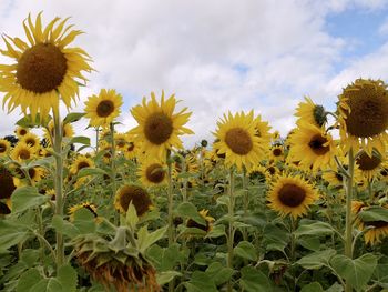 sunflower