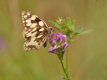 Close-up of butterfly pollinating on purple flower