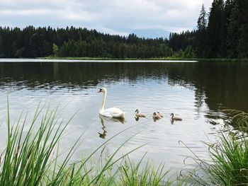 Swans swimming in lake