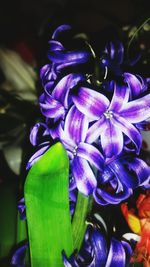 Close-up of purple flowering plant