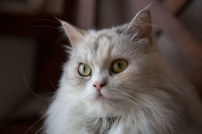 Close-up of cat at home