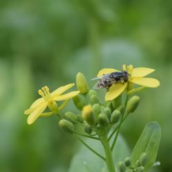 Close-up of honey bee on yellow flower