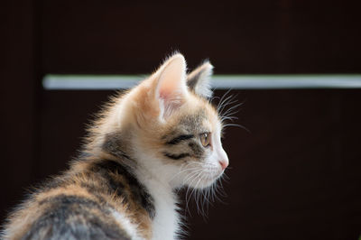 Close-up of cat sitting