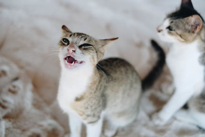 Close-up of cat yawning