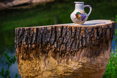 Close-up of tree stump