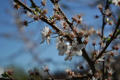 Low angle view of cherry blossoms in spring