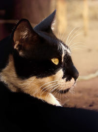 Close-up of a cat looking away