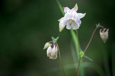 Close-up of white flowering plant