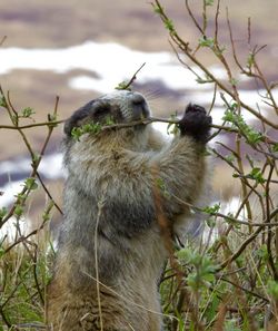 Close-up of squirrel on tree