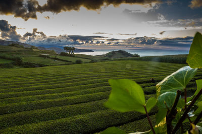 Scenic view of agricultural field against sky