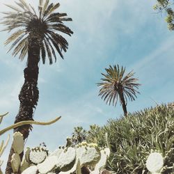 Low angle view of palm trees against sky