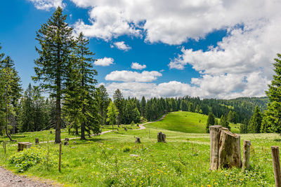 Scenic view of trees on field against sky