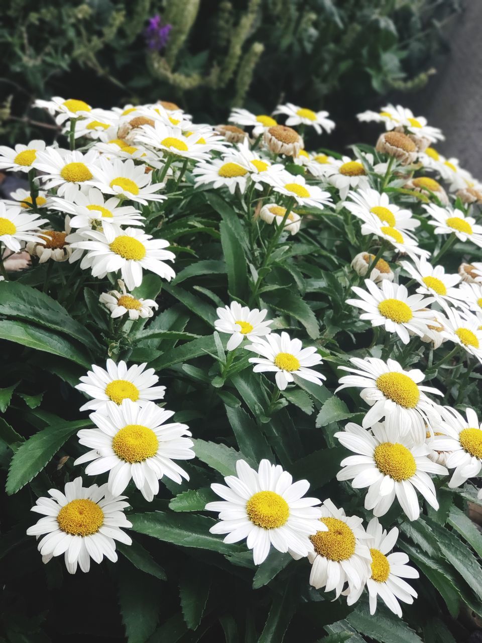 CLOSE-UP OF DAISIES