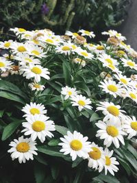 Close-up of white daisy flowers