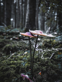 Close-up of pink crocus flowers on field